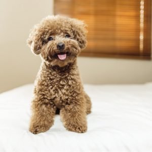 Discover toy poodle puppies and learn more about poodle breeds. Compare golden retriever price, care needs, and tips to choose the right puppy for your home.
