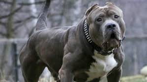 اكتشف أفضل كلاب للبيع في الإمارات ودبي